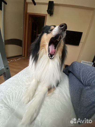 Колли