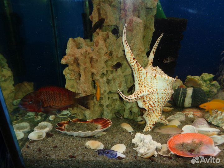 Трофеусы Ндоле ред, Ред Бишоп, компрессицеппс голд