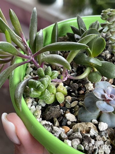 Суккулентный садик