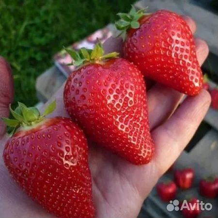 Продам Саженцы клубники