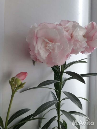 Олеандр розовый махровый