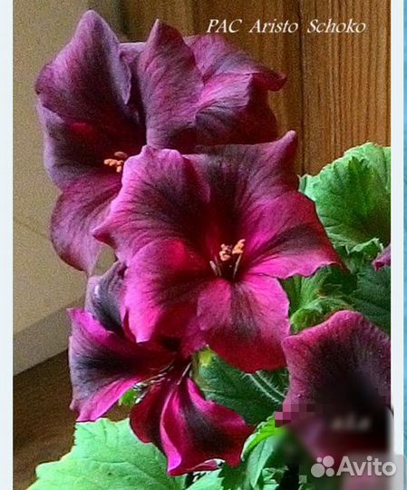 Пеларгония королевская