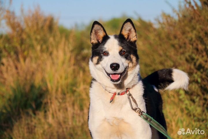 Маня в Добрые руки