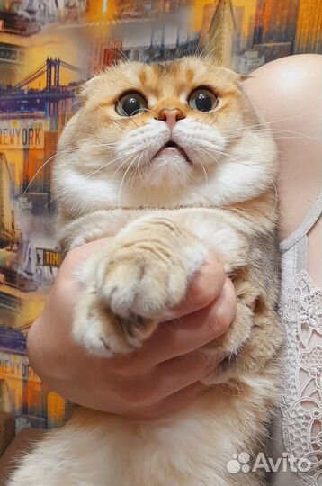 Вязка.Шотландский кот золотая шиншилла