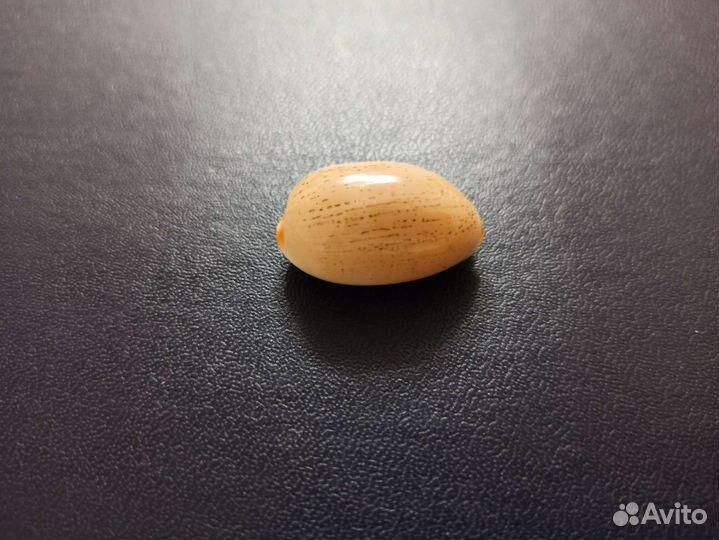 Морская раковина