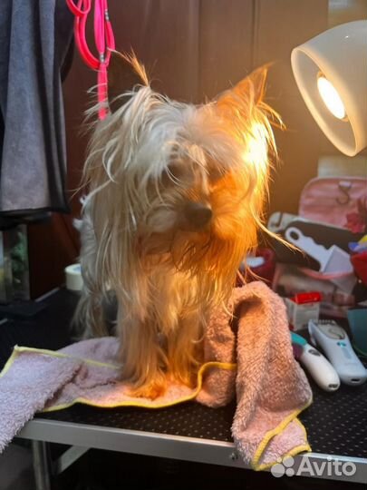 Йоркширский терьер