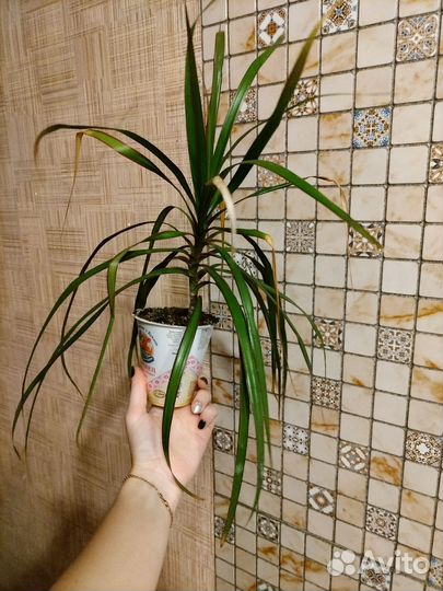 Молодая драцена