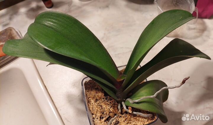 Орхидея фаленопсис