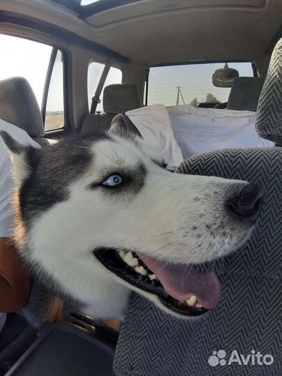 Хаски, для вязки