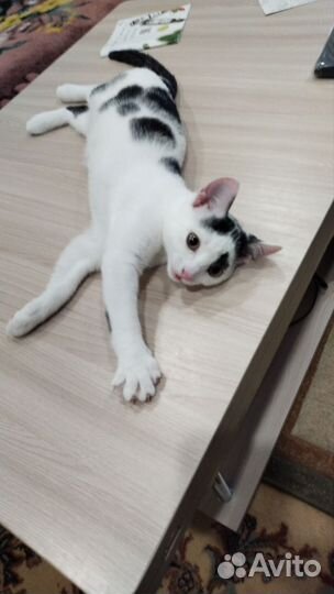 Кошечка в добрые руки безоплатно