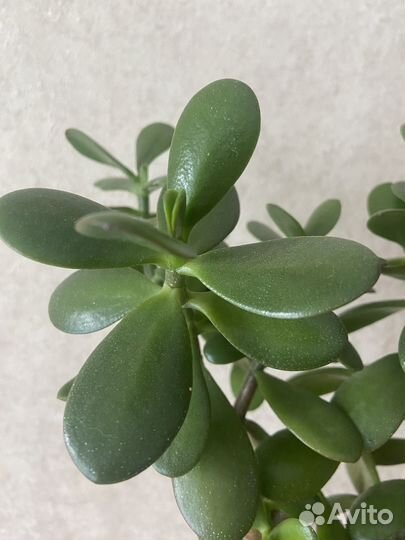 Толстянка(крассула) Денежное дерево