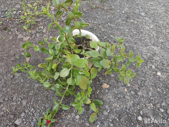 Хлорофитум кудрявый, аптения, комнатные