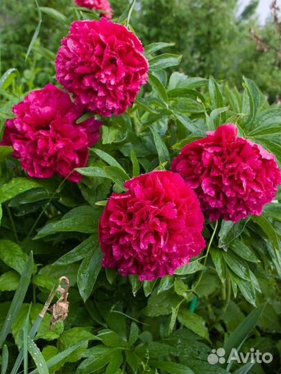 Многолетние цветы