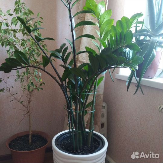 Замиокулькас