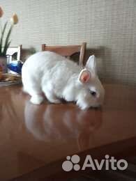 Декоративные кролики