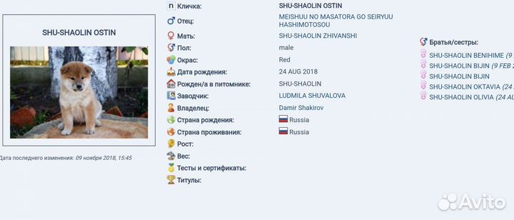 Сиба ину кобель вязка