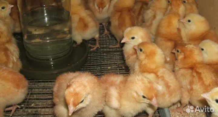 Цыплята