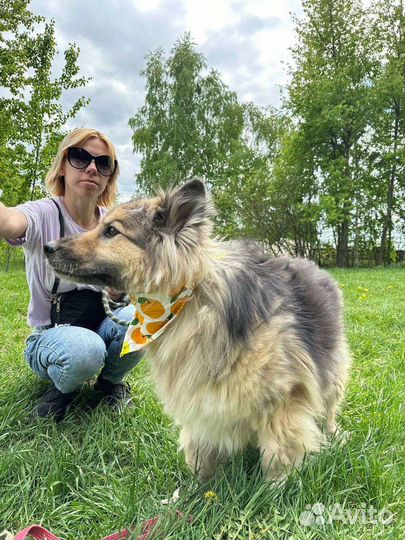 Собака в добрые руки отдам бесплатно