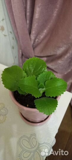 Плекрантус-комнатная мята