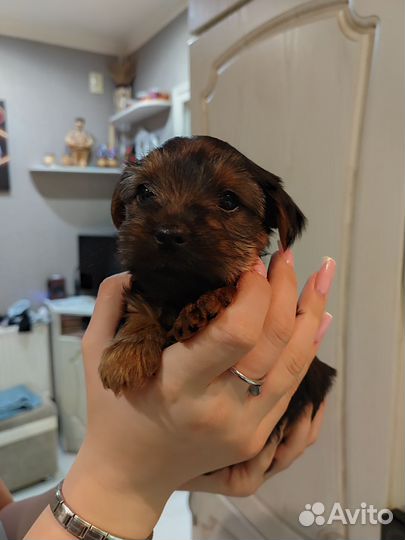 Йоркширский терьер щенки стандарт