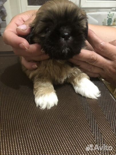 Продам щенка щит-цу девочка