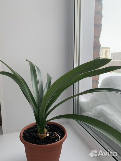 Цветок Кливия