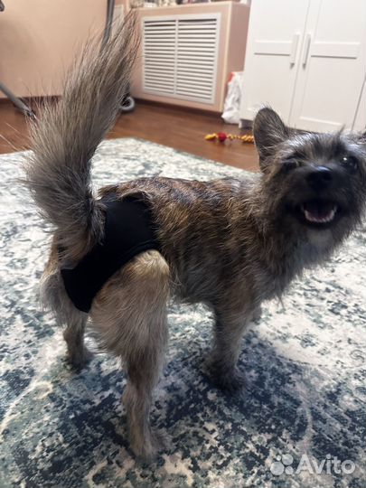 Трусы для собак