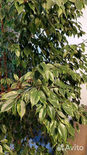 Фикус бенджамина большой