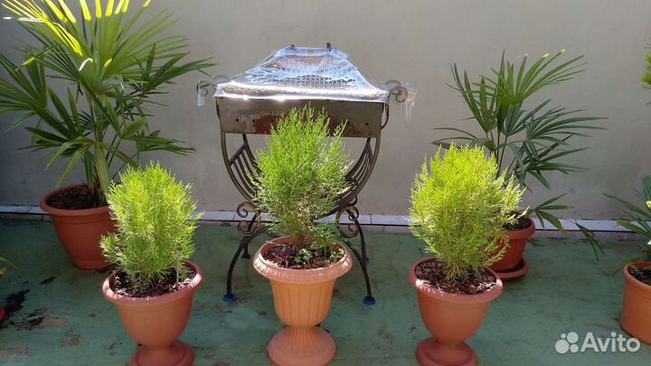 Туя, кипарисовик, пальмы, ива и др