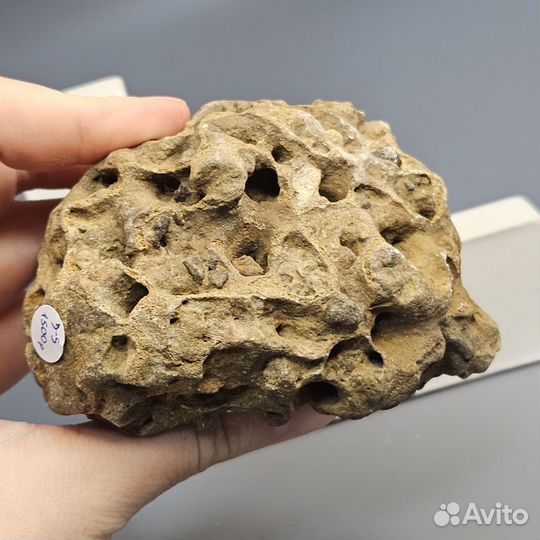 Окаменелая морская губка