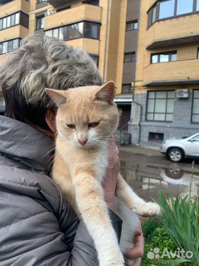 Молодые котики - братики ищут дом