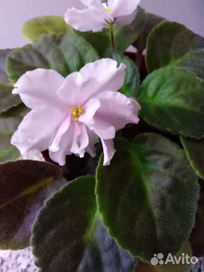 Фиалка цветущая в горшочке