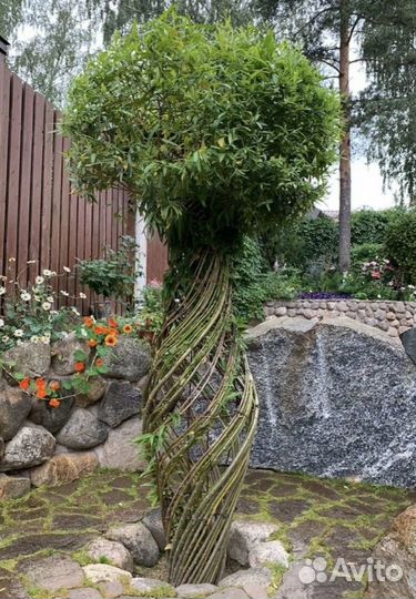 Плетеное дерево из ивы. Одинцово