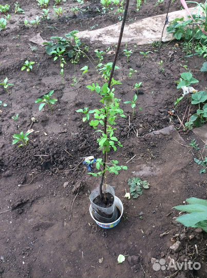 Клематисы княжики 2 х летки