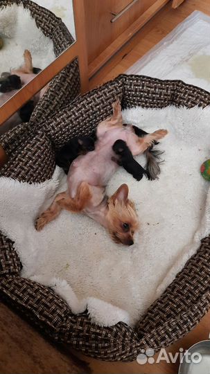 Йоркширский терьер