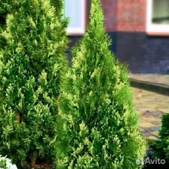 Туя Старструк