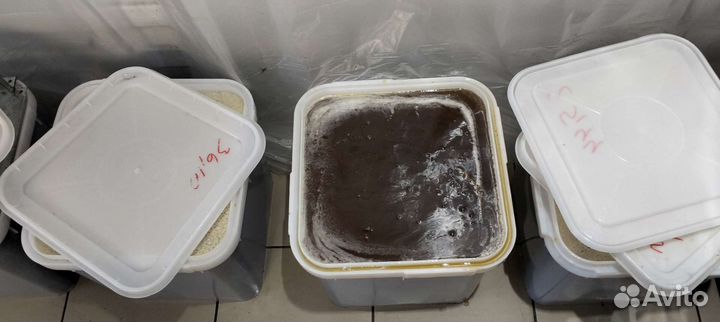 Мёд Гречишный