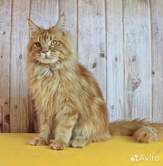 Молодой котик Чемпион