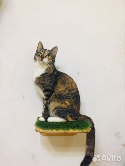 Кошечка Варя