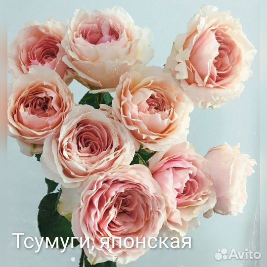 Саженцы роз