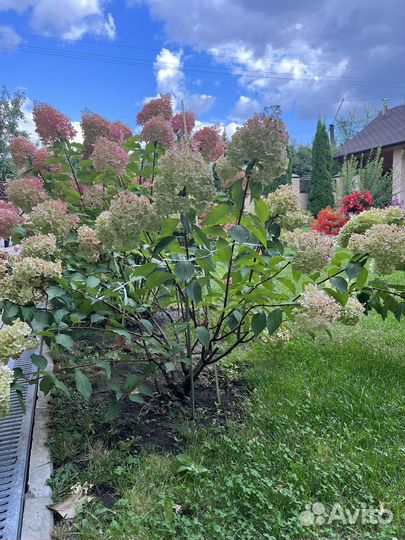 Гортензия метельчатая Ванила Фрайз