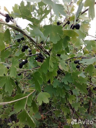 Черная смородина