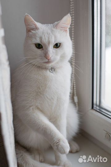 Кот/кошка в аренду на новоселье, фотосессию