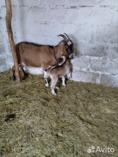 Коза нубийская