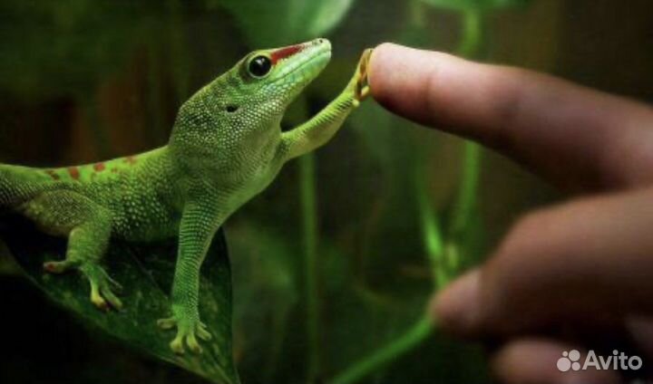 Герпетолог - осмотр, лечение, консультации