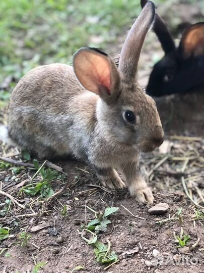 Кролики мясных пород