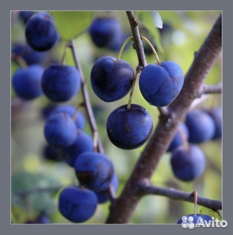 Тёрн колючий(слива),калина красная,чёрная,ирга