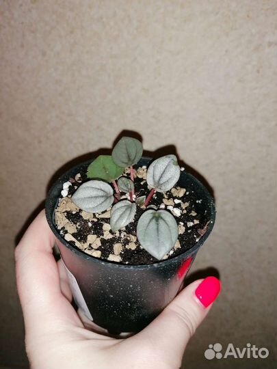 Пеперомия. Рассада