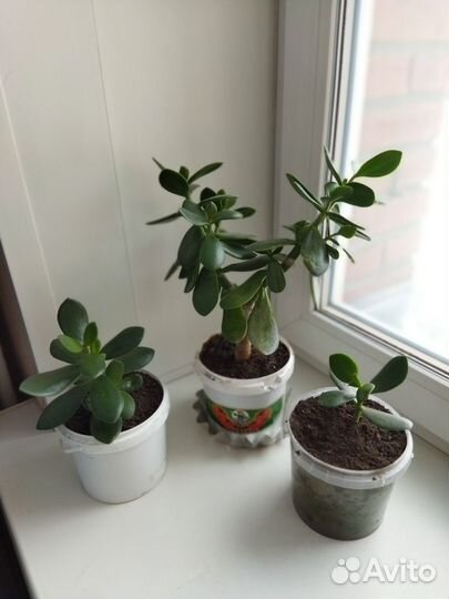 Денежное дерево