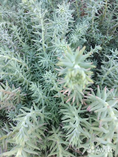 Почвопокровные растения